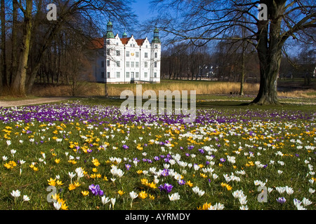 Blühende Krokusse Gärten des weißen Wasserschloss in Ahrensburg, Schleswig-Holstein, Deutschland, Stockfoto