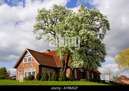 Blühenden europäischen Birnbaum (Pyrus Communis) wächst in einem Garten im Frühjahr neben einem Fachwerk-Landhaus, Schleswig-Hols Stockfoto