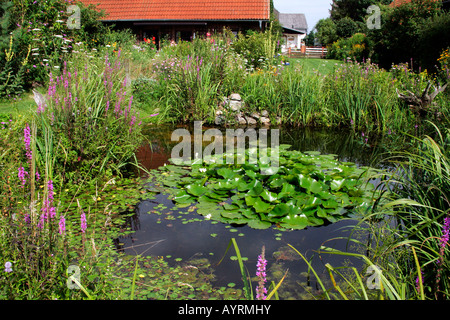 Naturgarten mit Teich im Sommer, Europäische Weiße Seerose (Nymphaea Alba), Blutweiderich (Lythrum Salicaria) und Fr Stockfoto