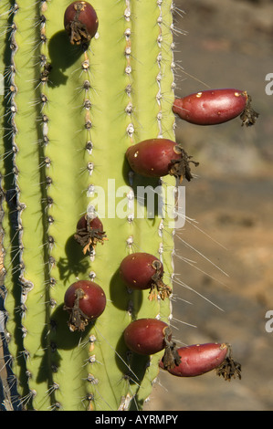 Kandelaber Kaktus (Jasminocereus Thouarsii var. Sclerocarpus) Nahaufnahme von essbaren rötlich-violett kugelig geformten Früchte Galapagos Stockfoto