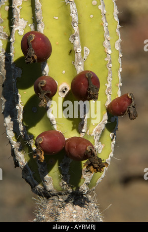 Kandelaber Kaktus (Jasminocereus Thouarsii var. Sclerocarpus) Nahaufnahme von essbaren rötlich-violett kugelig geformten Früchte Galapagos Stockfoto