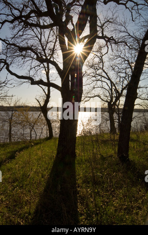 EINE EICHE SAVANNE WIRFT LANGE SCHATTEN, WENN DIE SONNE AUF IN BIG STONE LAKE STATE PARK BONANZA BEREICH MINNESOTA BEGINNT Stockfoto