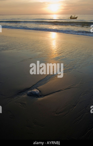 Quallen (Abstammungsverhältnisse) auf den Strand, Mui Ne, Vietnam, Südostasien, Asien Stockfoto