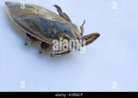 Frittierte Wasser Bug, thailändische Delikatesse, Thailand, Südostasien Stockfoto