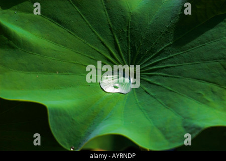 Wassertropfen auf einem Lotusblatt Stockfoto