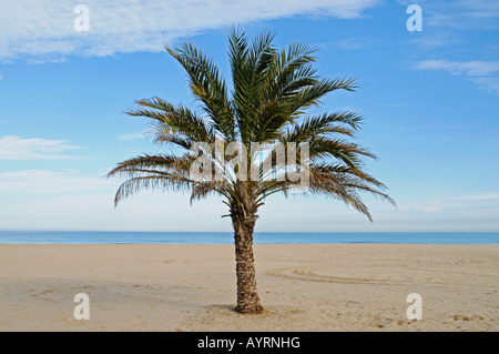 Palmen Sie an einem leeren Strand, Gandia, Costa Blanca, Provinz Valencia, Spanien Stockfoto