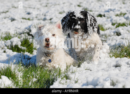 Fotograf Howard Barlow - Schnee bedeckte Hunde auf Frühjahr/Winter Morgen gehen Stockfoto