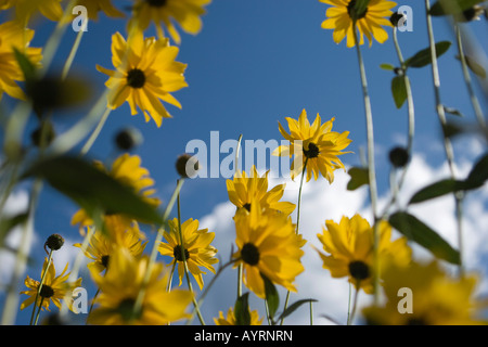 Blumen, Wurm Vogelperspektive Stockfoto