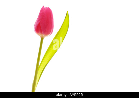 Tulpe (Tulipa) Stockfoto