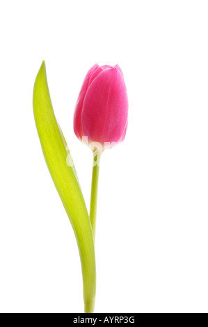Tulpe (Tulipa) Stockfoto