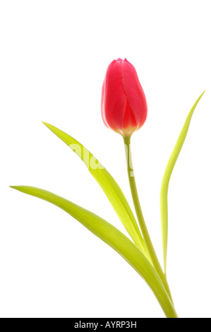 Tulpe (Tulipa) Stockfoto