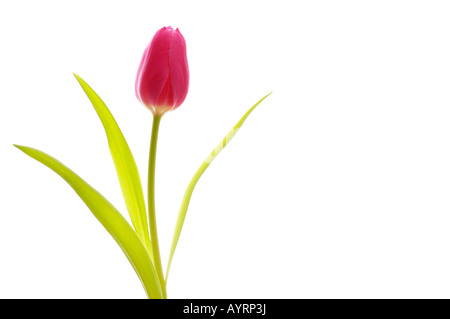 Tulpe (Tulipa) Stockfoto