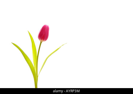 Tulpe (Tulipa) Stockfoto
