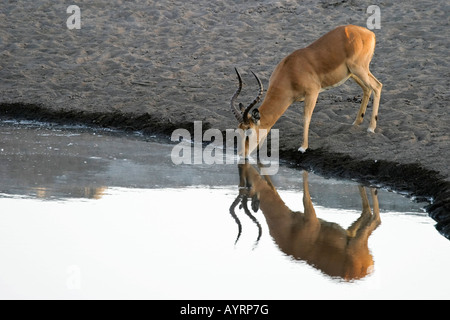 Impala (Aepyceros Melampus) trinken aus einem Wasserloch, Etosha Nationalpark, Namibia, Afrika Stockfoto