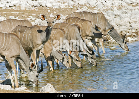 Greater Kudus (Tragelaphus Strepsiceros) trinken aus einem Wasserloch im Etosha Nationalpark, Namibia, Afrika Stockfoto