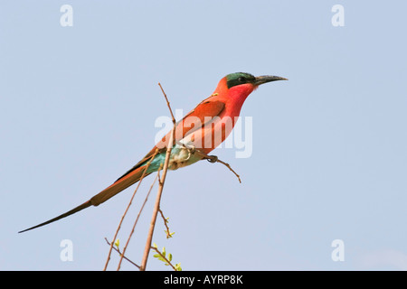 Südlichen Carmine Bienenfresser (Merops Nubicoides), Sambesi (Zambesi), Caprivi Strip, Namibia, Afrika Stockfoto