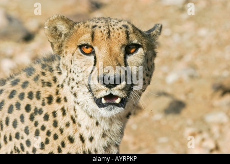 Gepard (Acinonyx Jubatus), Namibia, Afrika Stockfoto