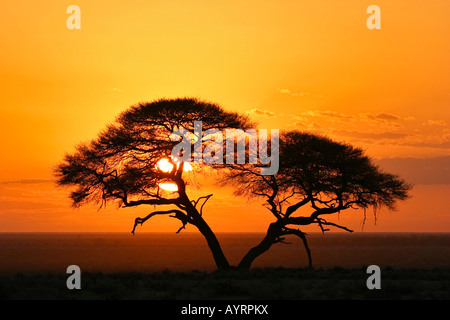 Regenschirm Thorn Akazie (Acacia Tortilis) bei Sonnenaufgang in Etosha Nationalpark, Namibia, Afrika Stockfoto