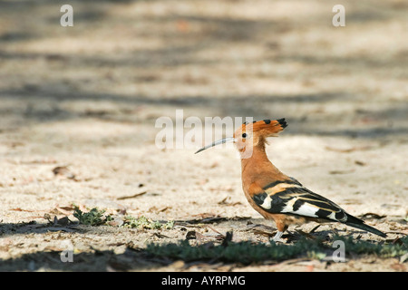 Wiedehopf (Upupa Epops), Etosha Nationalpark, Namibia, Afrika Stockfoto