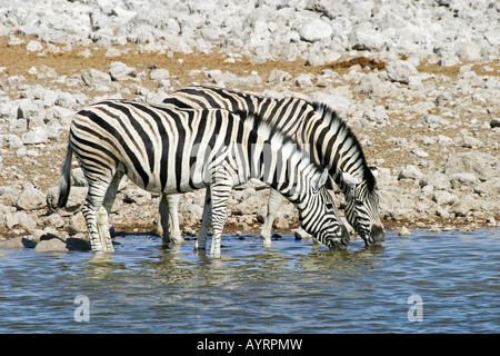 Ebenen Zebras, gemeinsame Zebras oder Burchell Zebras (Equus Quagga) trinken aus einem Wasserloch, Etosha Nationalpark, Namibia, Afri Stockfoto