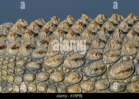 Schuppen, Haut, Nil-Krokodil (Crocodylus Niloticus), Namibia, Afrika Stockfoto