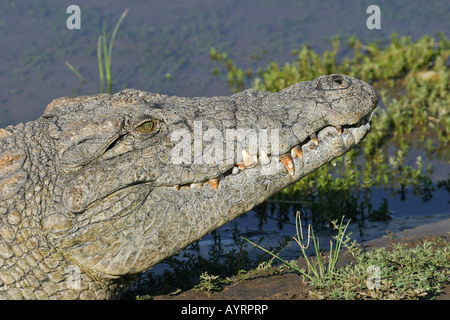 Nil-Krokodil (Crocodylus Niloticus), Namibia, Afrika Stockfoto