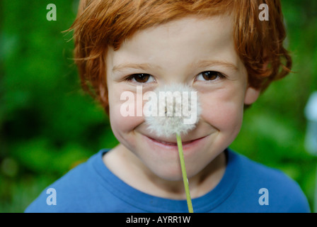 Junge hält Uhr Löwenzahn (Taraxacum) Stockfoto