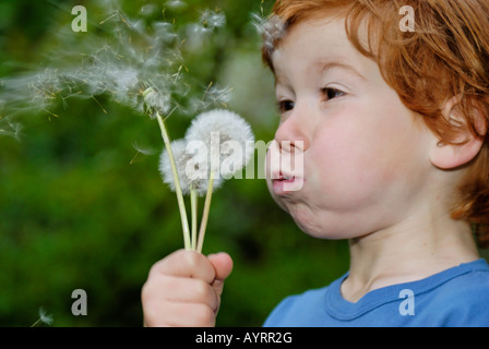 Junge hält Uhr Löwenzahn (Taraxacum) Stockfoto