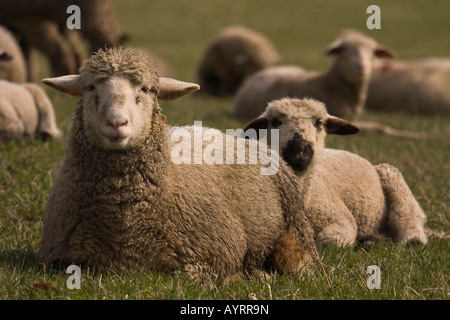 Eine Kreuzung zwischen einem Blackhead Persian Schafe (Ovis Aries Steatopyga Persica) und Merino-Schafe (Ovis Aries Hispanica) Stockfoto