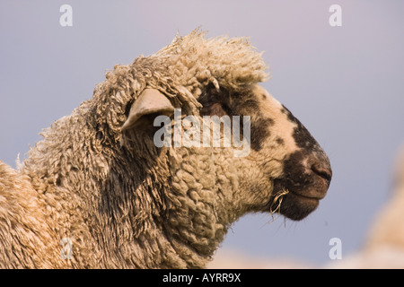 Eine Kreuzung zwischen einem Blackhead Persian Schafe (Ovis Aries Steatopyga Persica) und Merino-Schafe (Ovis Aries Hispanica) Stockfoto