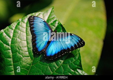 Morpho Schmetterling, Costa Rica, Mittelamerika Stockfoto