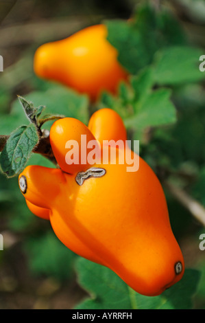 Bush mit Chili Pfeffer (Capsicum Chinense), La Fortuna, Costa Rica, Mittelamerika Stockfoto