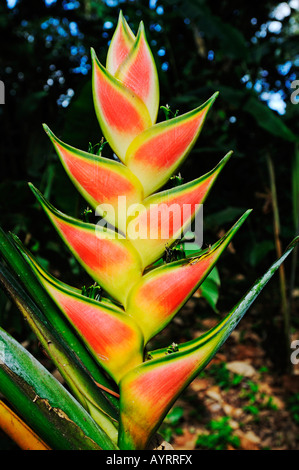 Heliconia Wagneriana, Costa Rica, Mittelamerika Stockfoto