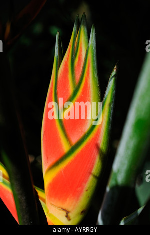 Heliconia Wagneriana, Costa Rica, Mittelamerika Stockfoto