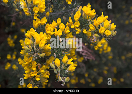 Gelben Blüten der gemeinsamen Ginster Busch Stockfoto