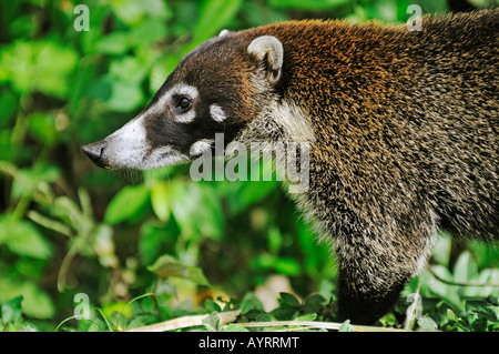 White-gerochene Nasenbär (Nasua narica Stockfoto