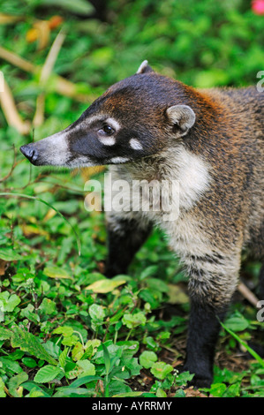 White-gerochene Nasenbär (Nasua Narica) Stockfoto