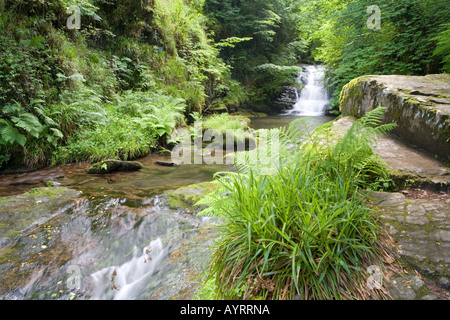 Der Wasserfall auf Hoar Eiche Wasser kurz bevor es fließt in den Osten Lyn River bei Watersmeet in der Nähe von Lynmouth, Exmoor, Devon Stockfoto