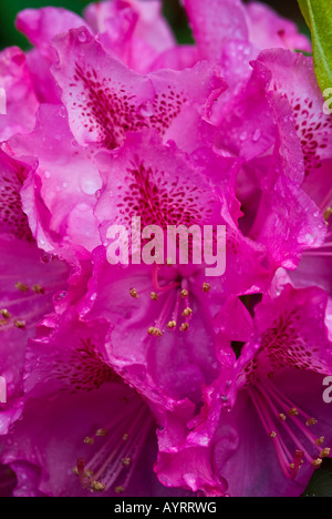 Rhododendron-Blüte (Rhododendreae) Stockfoto