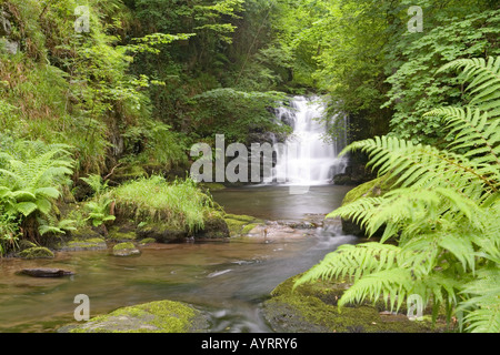 Der Wasserfall auf Hoar Oak Water, kurz bevor er in den East Lyn River bei Watersmeet in der Nähe von Lynmouth, Exmoor, Devon, Großbritannien, mündet Stockfoto