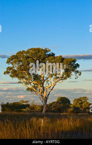 Eukalyptus-Baum (Eucalyptus spec.), Kalbarri Wüste, Western Australia, Australien Stockfoto