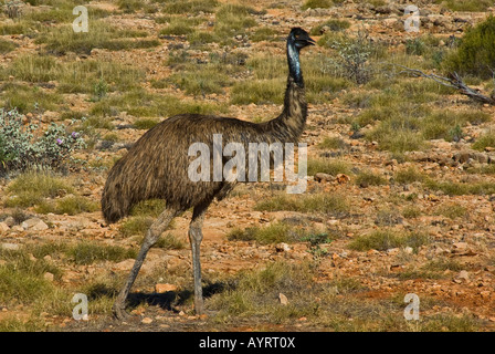 Emu (Dromaius Novaehollandiae), Western Australia, Australien Stockfoto