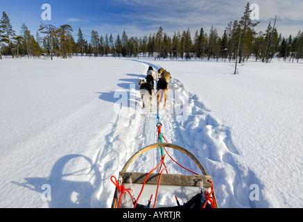Hundeschlitten-Team einmal quer durch die winterliche Landschaft, Finnland, Scandinavia Stockfoto