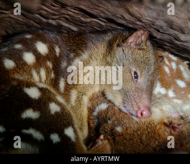 Tiger Quoll, Spotted-Tail Quoll oder Spotted Quoll (Dasyurus Maculatus) Verlegung in seiner Höhle, Queensland, Australien Stockfoto