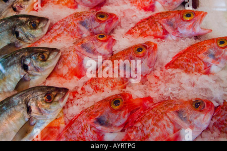 Frischer Fisch auf zerstoßenem Eis gelegt Stockfoto