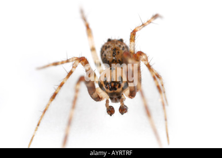 Ero Furcata, eine Piraten-Spinne, die dringt in andere Netze spinnen und haben sie als ihre Beute Stockfoto