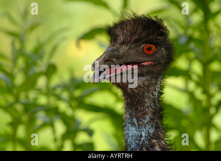 Emu (Dromaius Novaehollandiae), Porträt, Australien Stockfoto