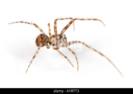 Ero Furcata, eine Piraten-Spinne, die dringt in andere Netze spinnen und haben sie als ihre Beute Stockfoto