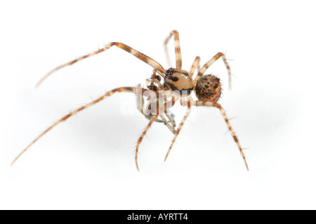 Ero Furcata, eine Piraten-Spinne, die dringt in andere Netze spinnen und haben sie als ihre Beute. Stockfoto