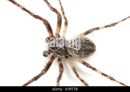 Larinioides Sclopetarius Spinne auf weißem Hintergrund Stockfoto